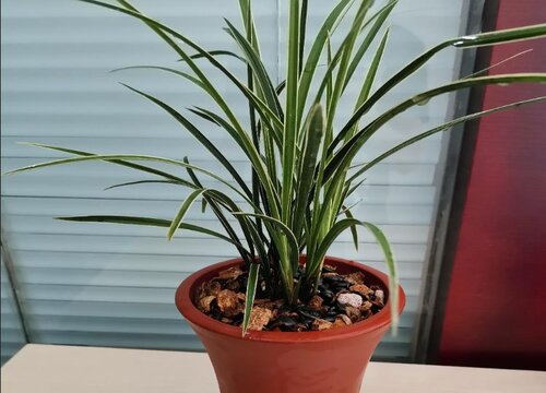 兰花炭蛆病究竟要怎么进行防治