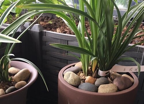 夏季养兰花需要注意的浇水方法