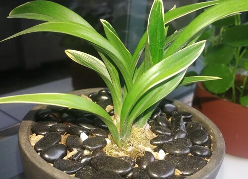 兰花夏季长出的花苞如何处理