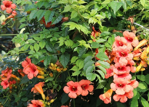 凌霄花哪个品种好 最好看的凌霄花品种排行