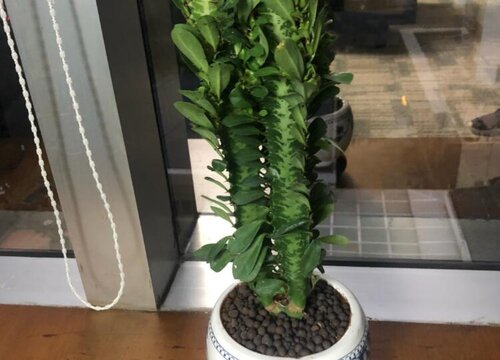 龙骨夏天如何养护生长旺盛
