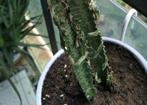 龙骨花枝条移栽前怎么养护