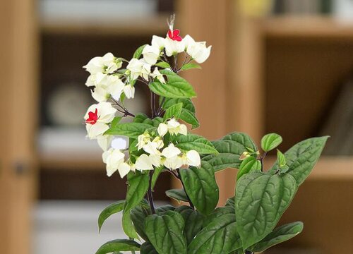 龙吐珠爬藤徒长不爱开花要怎么养护