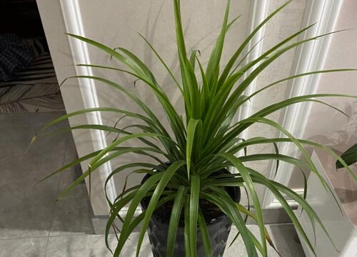 龙血兰适合家里养吗 龙血兰可以养家里吗
