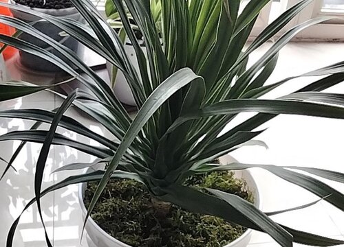 怎样才能把生机兰养好  养殖方法
