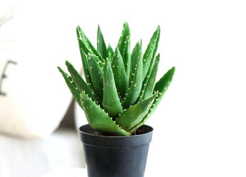 芦荟夏天如何养护生长旺盛