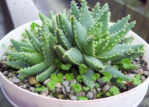 芦荟浇水的正确方法