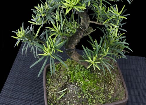 罗汉松1(7)
