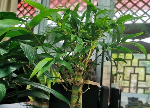 罗汉竹的风水作用禁忌 风水寓意及摆放地方