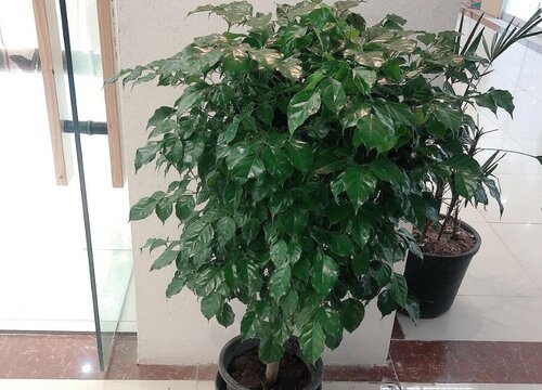 绿宝树的风水作用和摆放禁忌 摆放风水讲究