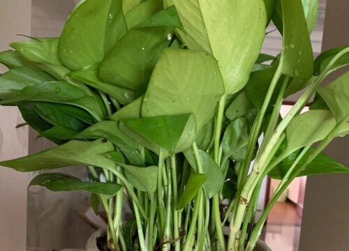夏天如何养护绿萝保证叶片杠杠厚