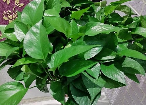用什么养绿萝吊兰叶片翠绿