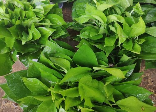 绿萝夏季怎么养绕着花盆爬不停