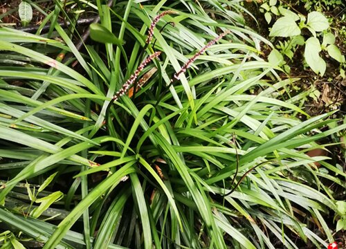 麦冬种植栽培技术（麦冬草坪的种植方法与养护管理）