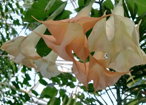 木本曼陀罗花有毒吗
