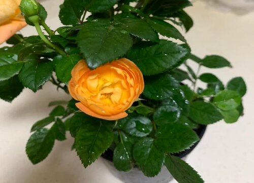 玫瑰花好养活吗