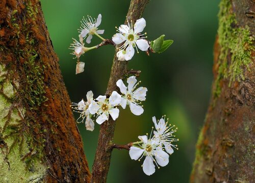 梅花有几个花瓣 花瓣形状像什么
