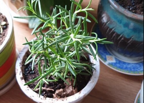 迷迭香怎么样才能更旺盛（家里室内养殖迷迭香盆栽方法）