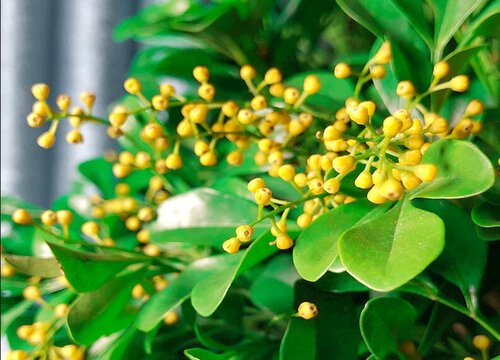 米兰得了白粉虱要怎么办
