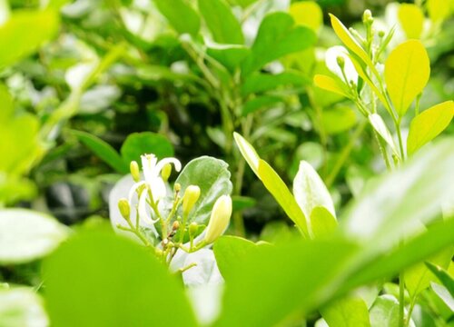 冬季怎么养护米兰安全过冬