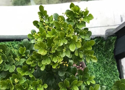 米兰养护步骤开花多又香