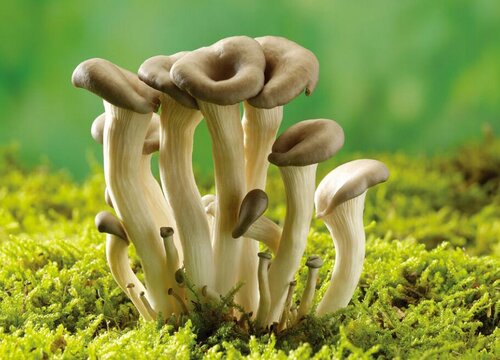 蘑菇的生长过程 观察生长过程的3个步骤（图片）