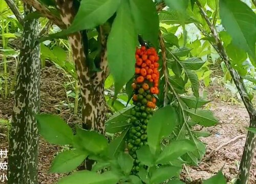 喜阴蔬菜有哪些 哪些品种蔬菜喜阴不喜阳