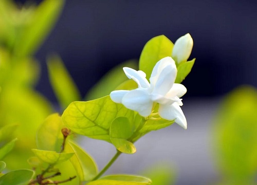 茉莉花花败后如何处理