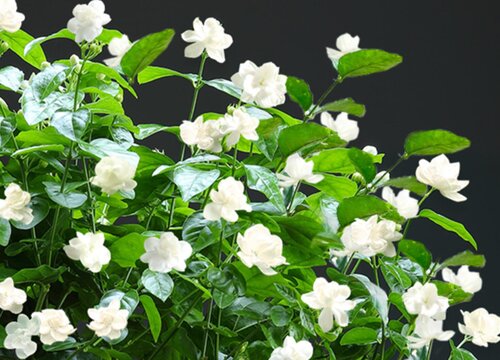 茉莉花要怎么养护开得旺