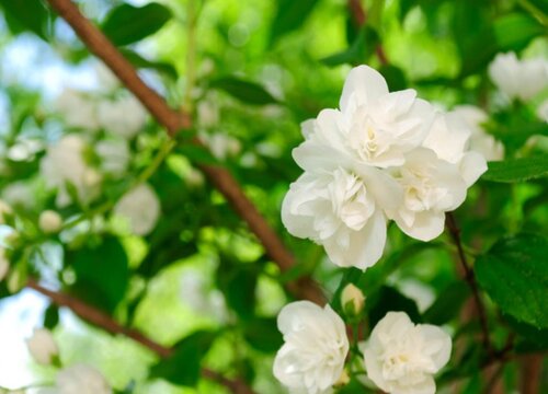 茉莉花修剪后还是不生长是怎么回事