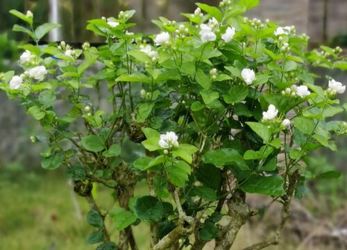 茉莉花有害虫该怎么解决