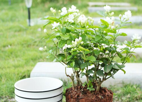 刚买的茉莉花叶片有红点怎么办