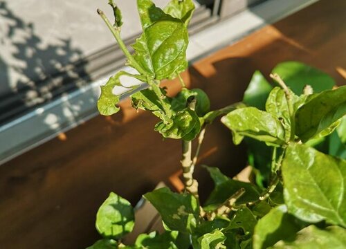 茉莉花修剪后如何养护新芽很快长满枝头