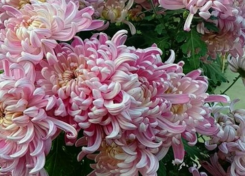 菊花品种有哪些