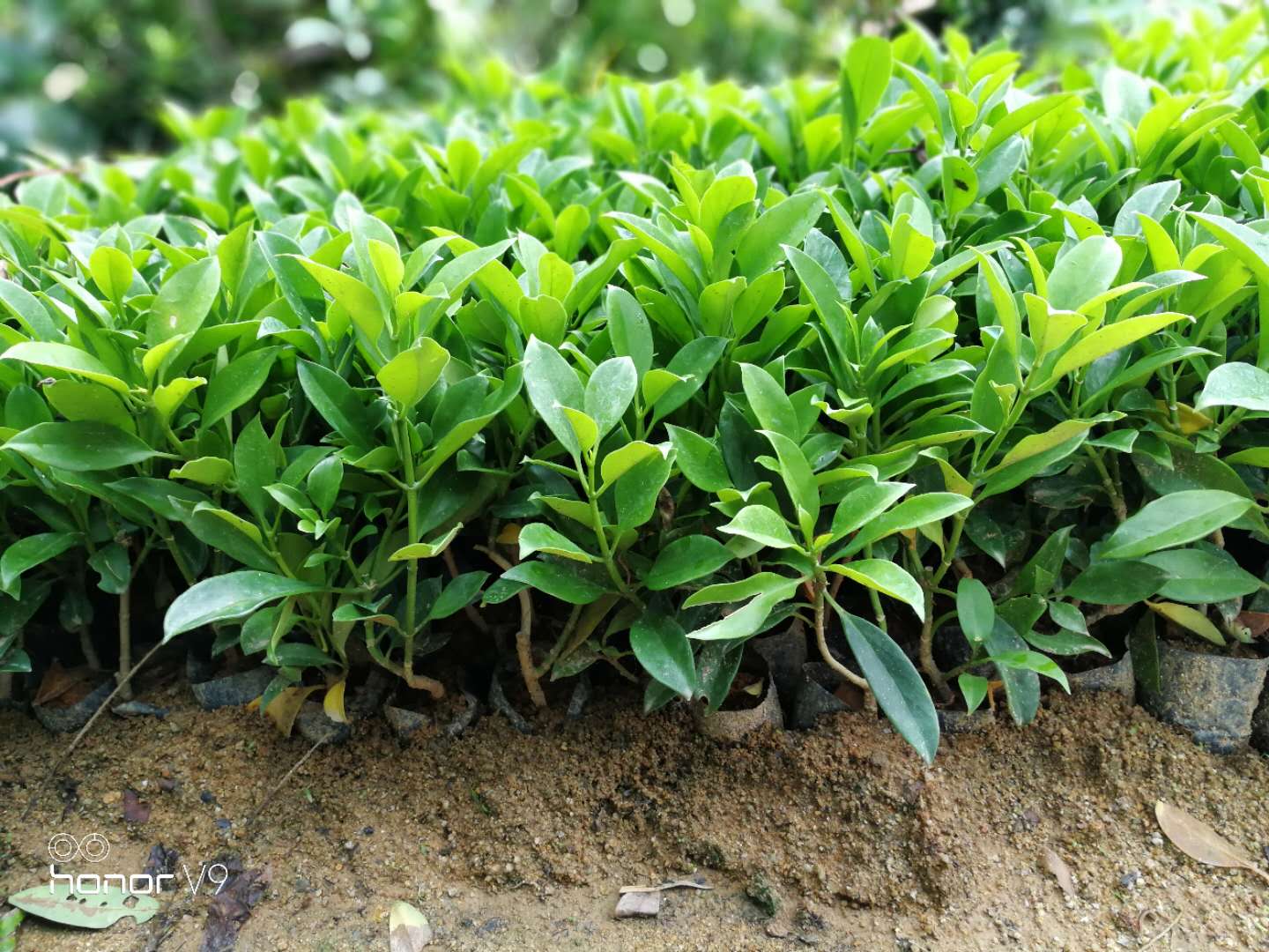 南方果树苗品种有哪些 适合南方种植的新品种果树