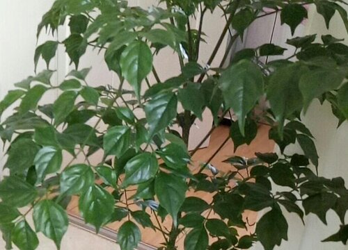 平安树学会这些养殖方法轻松爆满盆