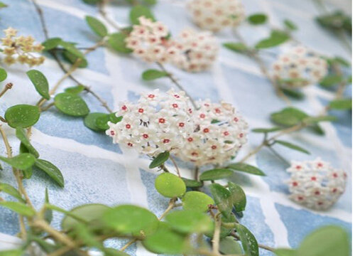 球兰不开花原因都有哪些呢