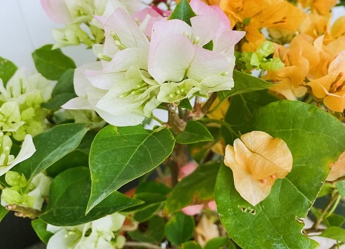 三角梅打芽控水有哪些技巧