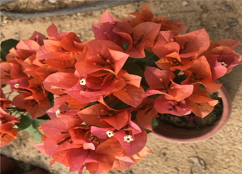 高温季节如何给三角梅换盆