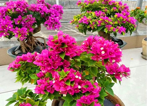 三角梅开花后如何浇水（三角梅花期的时候怎样浇水正确）