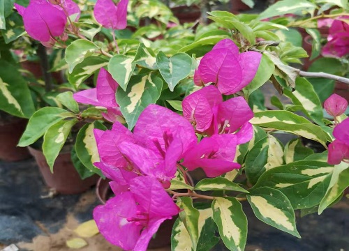夏季三角梅开花是否可以施肥