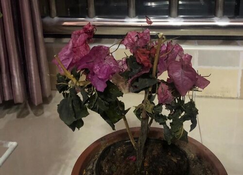 三角梅换盆以后多久能施肥