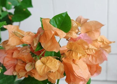 三角梅开花后怎么养护延长花期