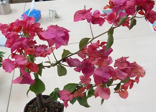 三角梅掉花苞该怎么进行养护