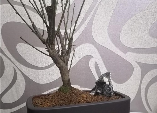 养花土壤的消毒技巧
