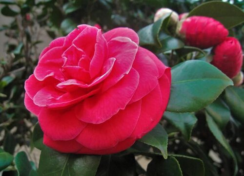 茶花肥害了怎么处理