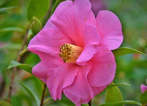 秋冬怎么养茶花  如何养护顺利越冬