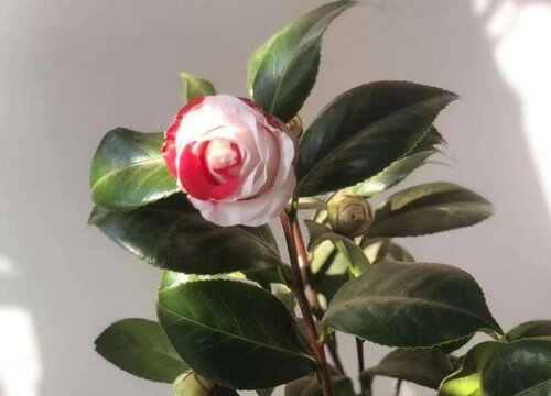 茶花叶子卷起来是什么原因造成的