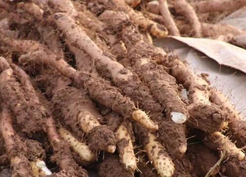 山药的种植方法