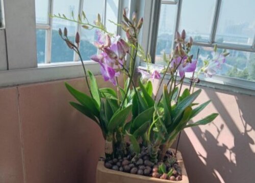 盆栽石斛兰如何养护长满芽